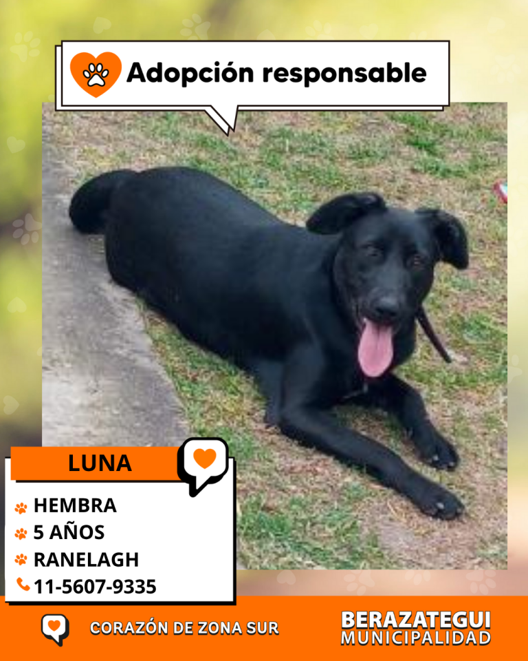 ADOPCION Y PERDIDOS (2)
