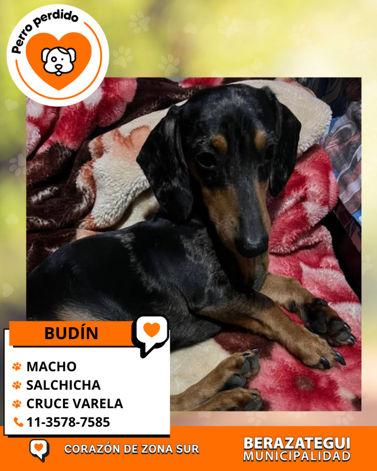 ADOPCION Y PERDIDOS