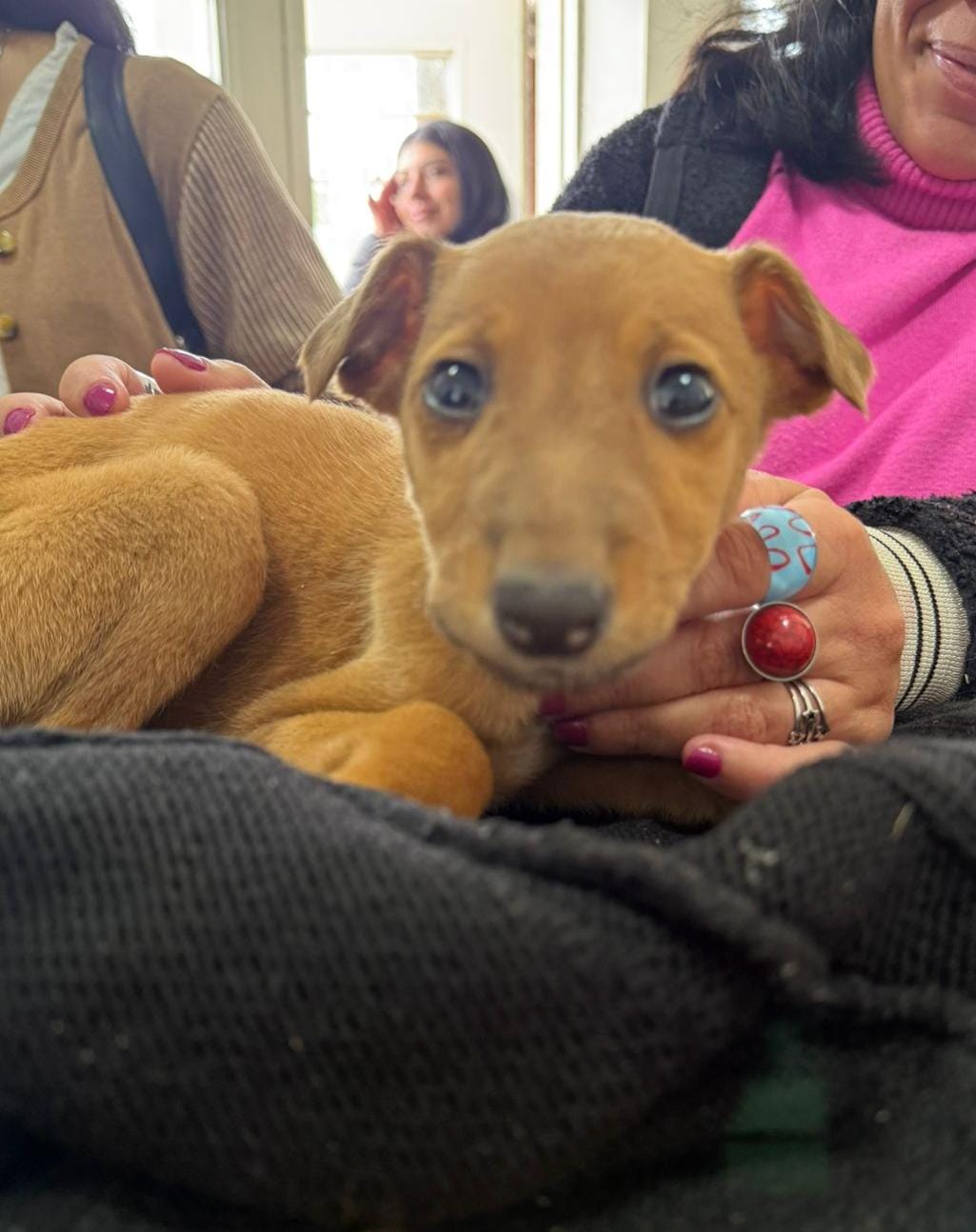 Adopción responsable