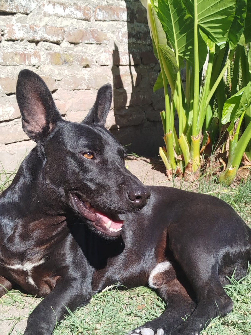 Adopción responsable