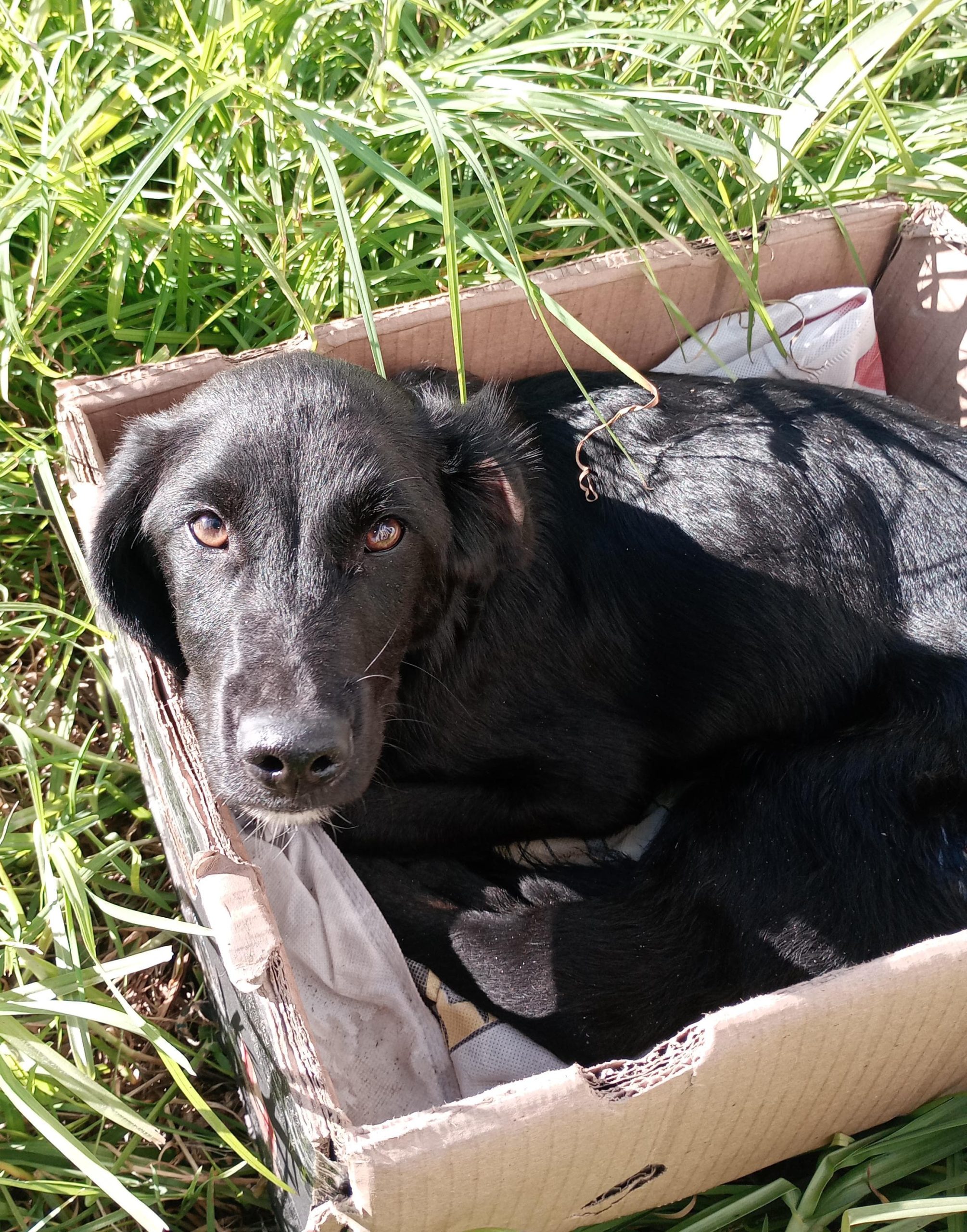 Adopción responsable