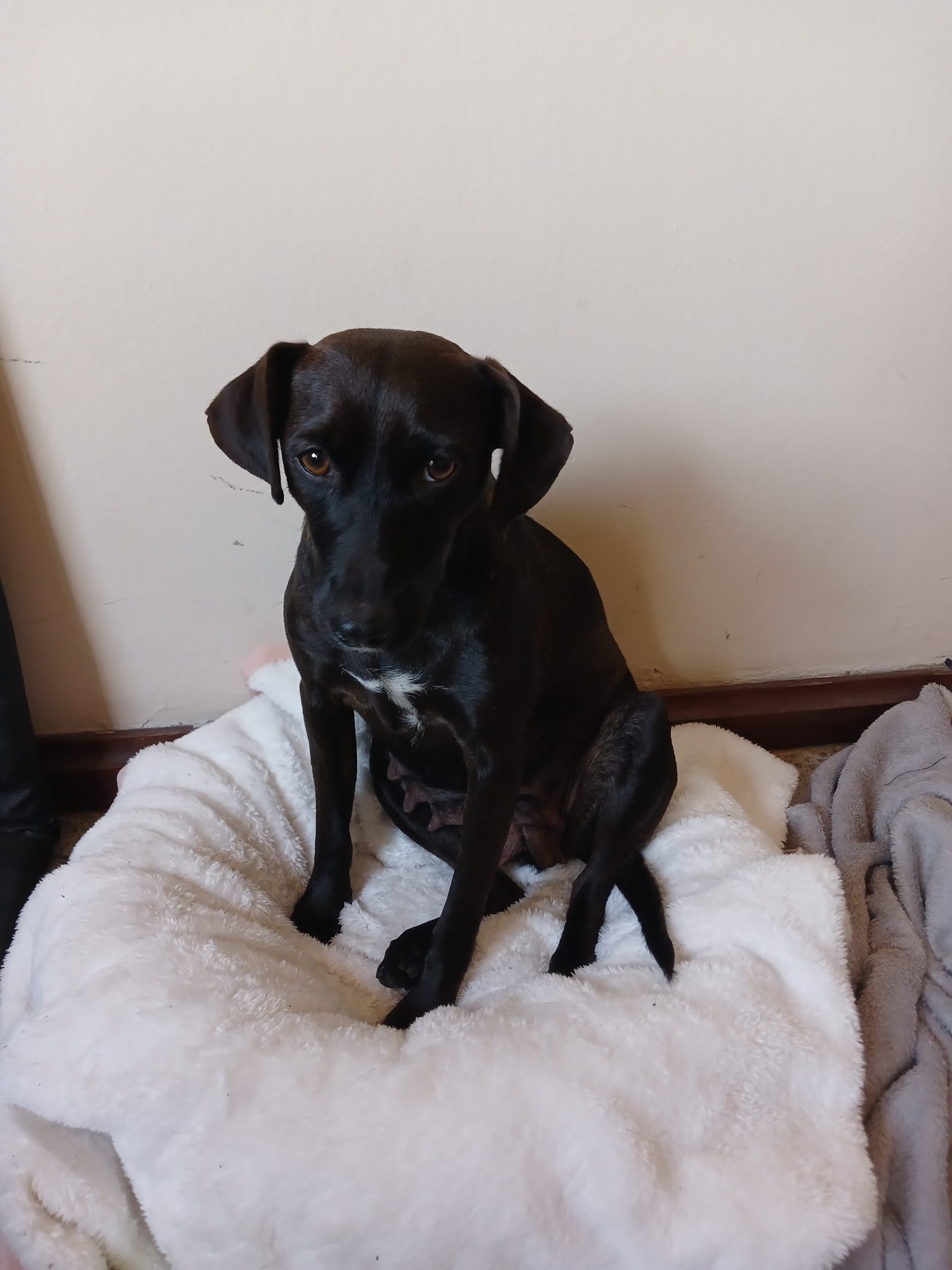 Adopción responsable