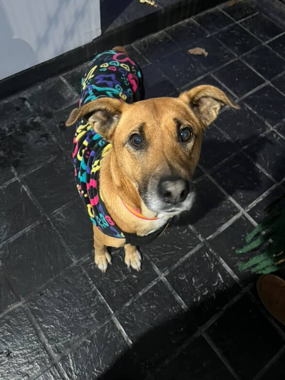 Adopción responsable