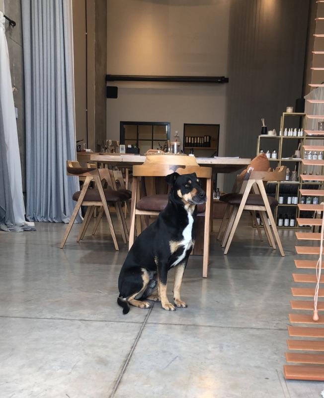 Adopción responsable / Busca a su familia