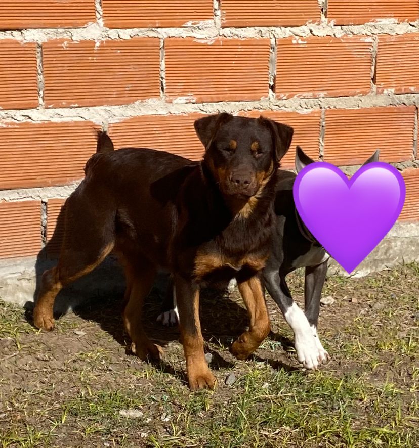 Adopción responsable