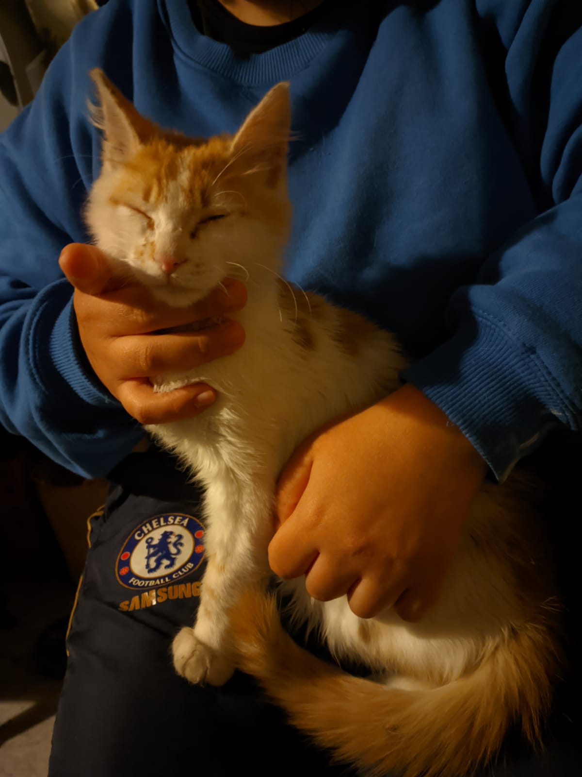 Adopción responsable / Busca a su familia