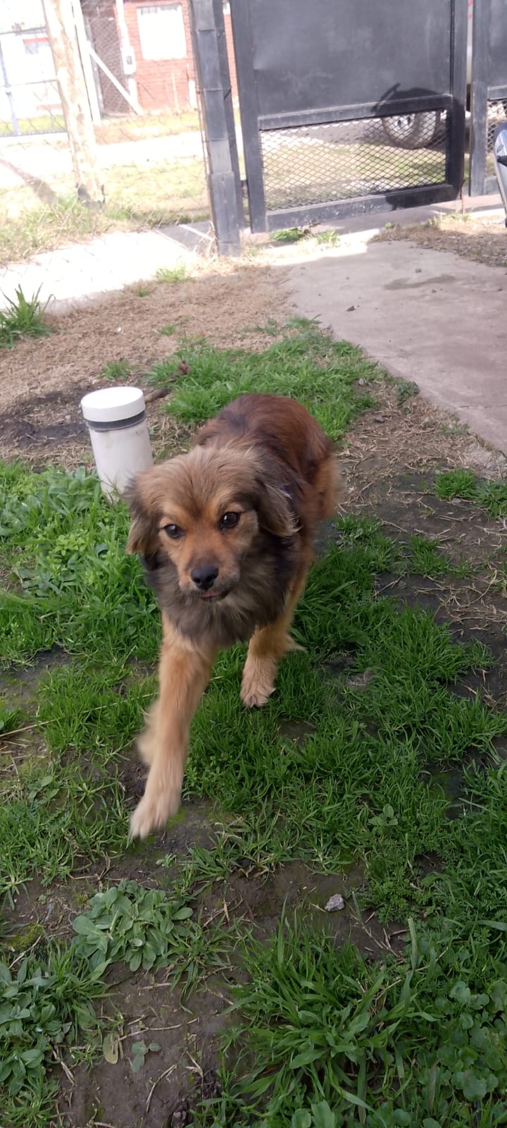 Adopción responsable