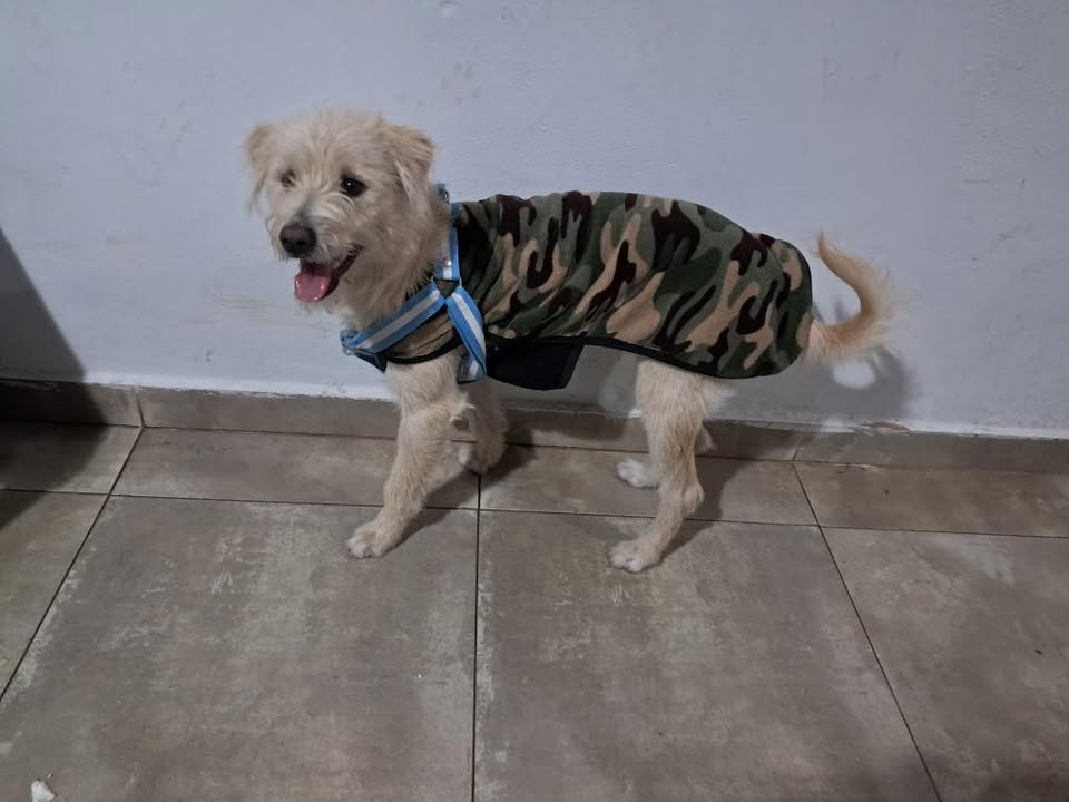 Adopción responsable