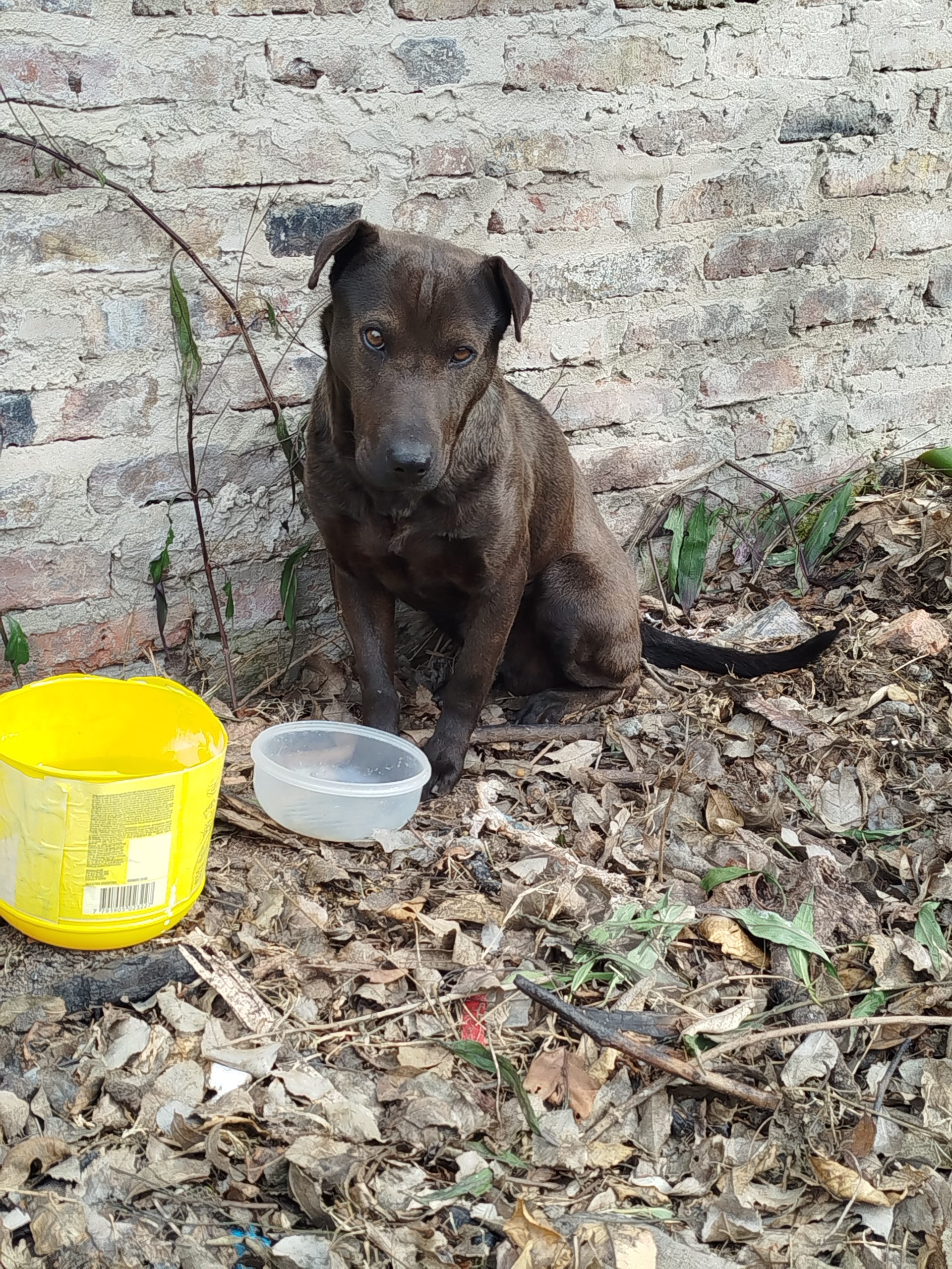 Adopción responsable / Busca a su familia