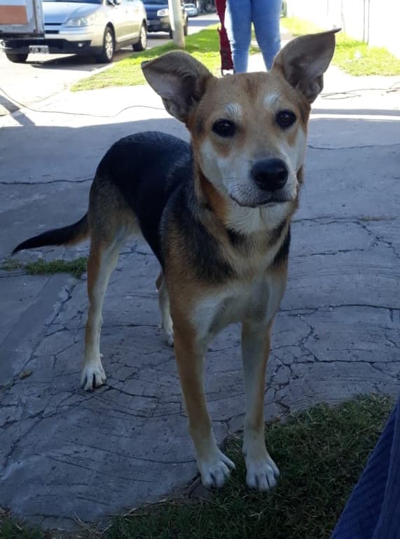 Adopción responsable