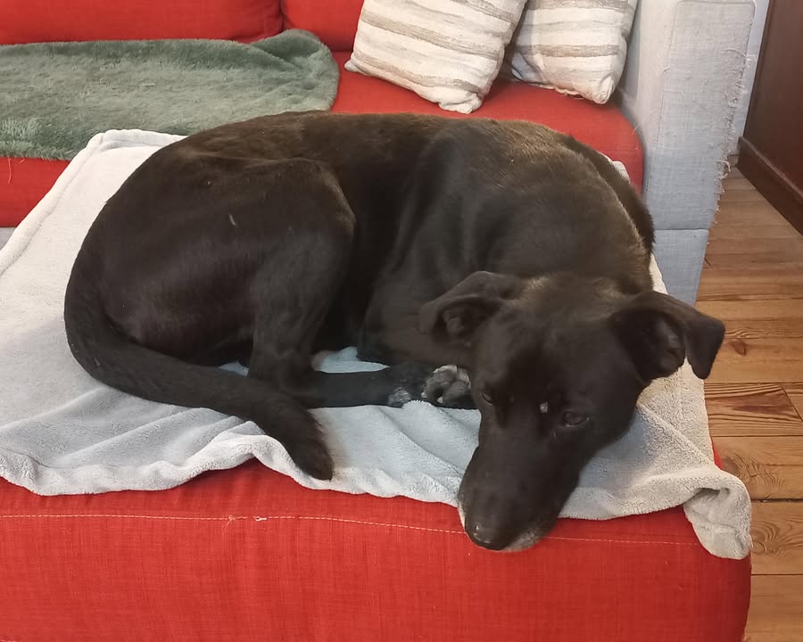 Adopción responsable / Busca a su familia