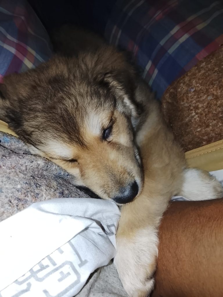 ADOPCIÓN