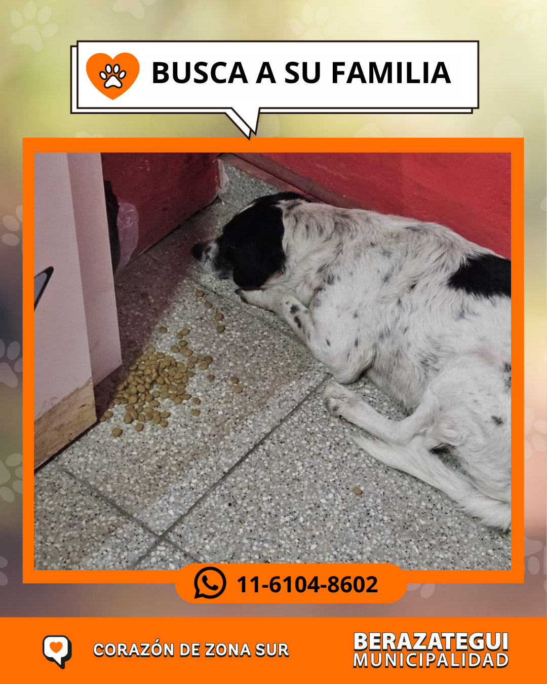 Adopción responsable / Busca a su familia