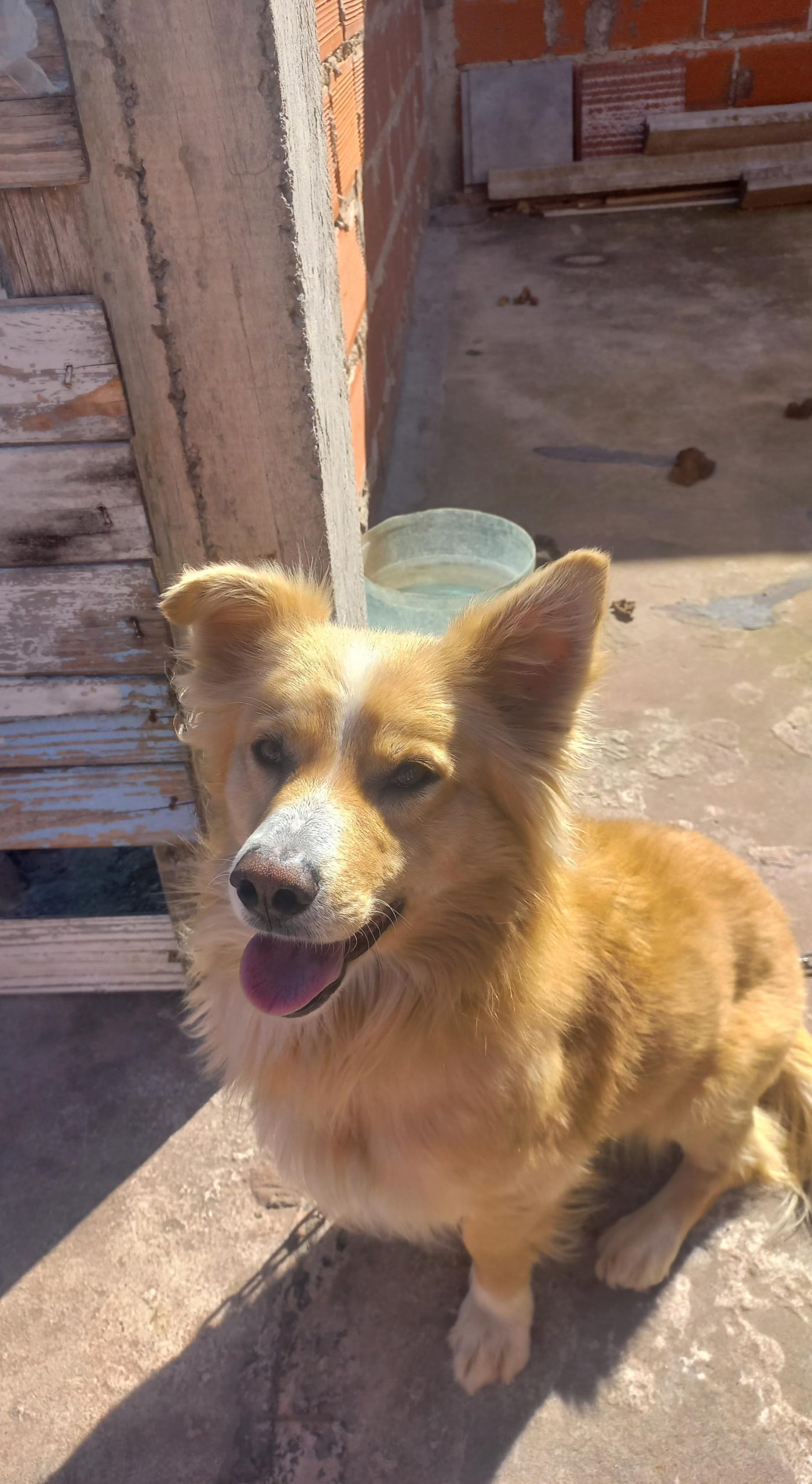 Adopción responsable