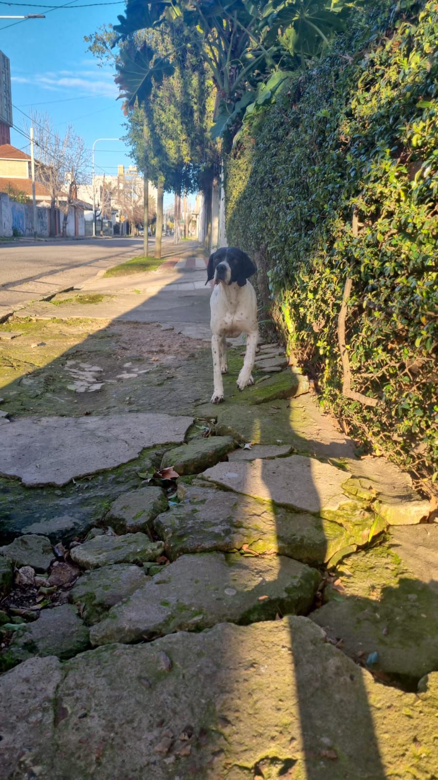 Adopción responsable / Busca a su familia