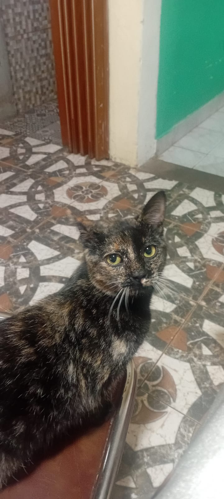 Adopción responsable