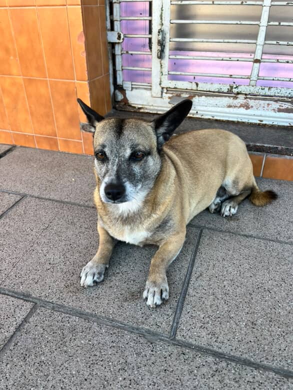Adopción responsable / Busca a su familia
