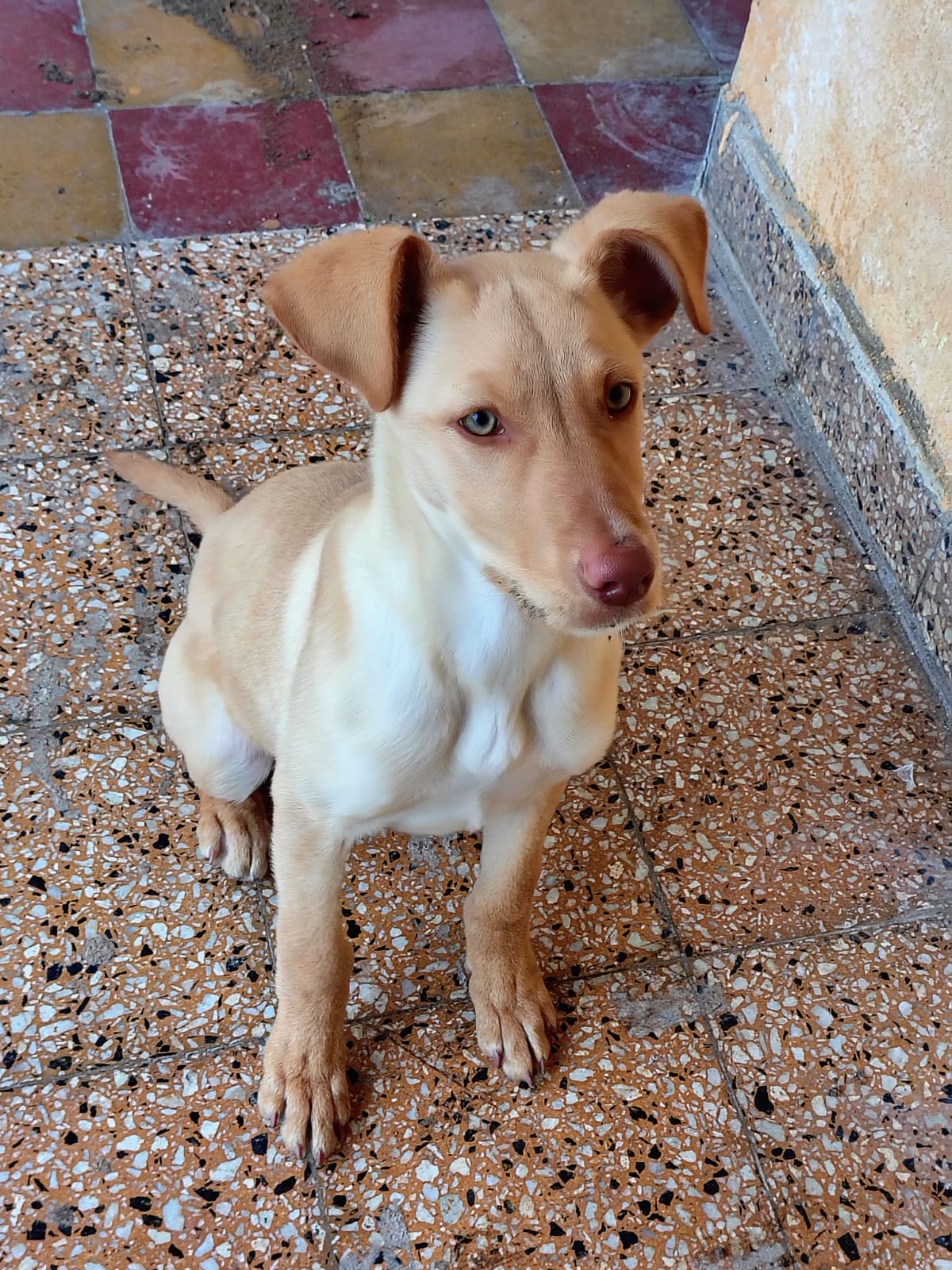Adopción responsable