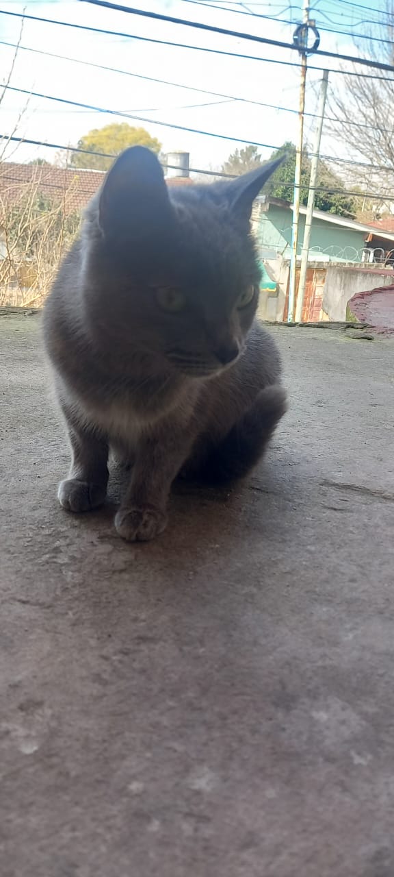 Adopción responsable