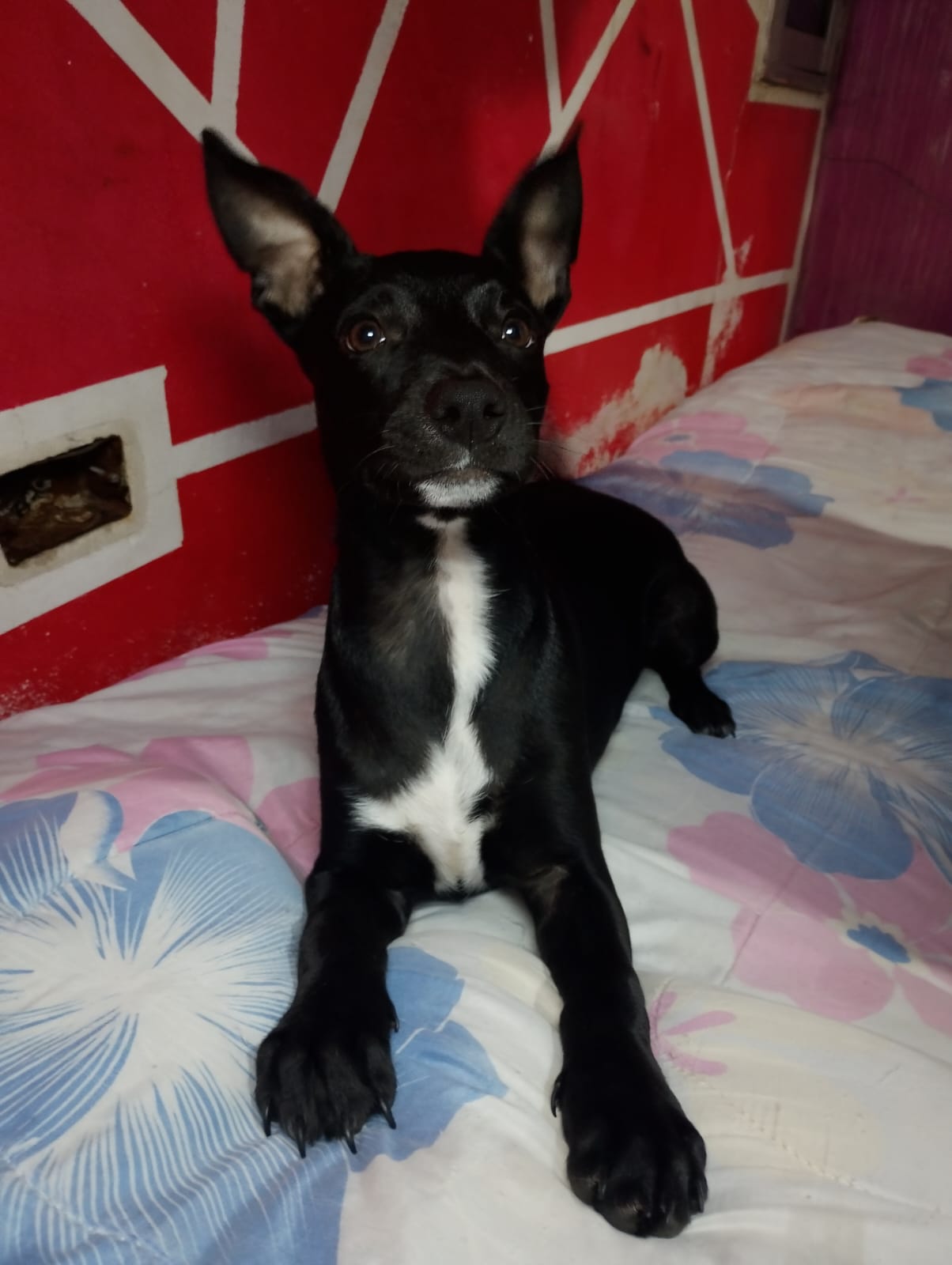 Adopción responsable