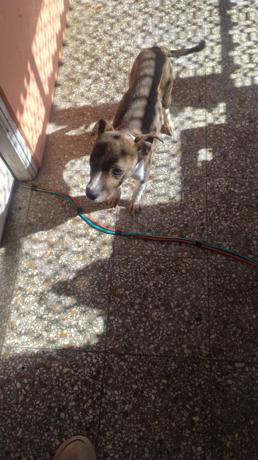 Adopción responsable