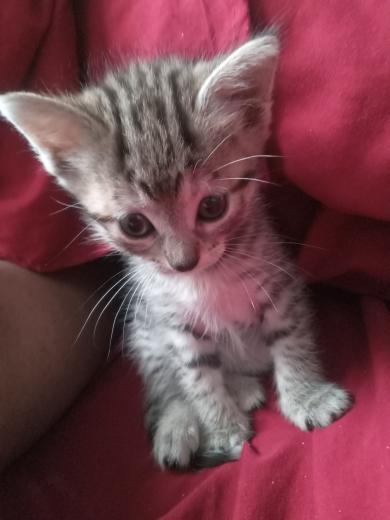 Adopción responsable