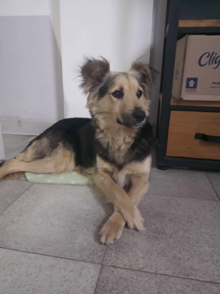 Adopción responsable