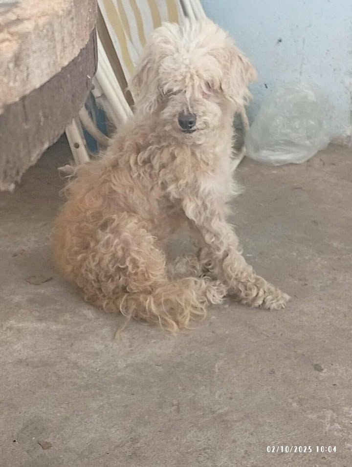 BUSCA A SU FAM EN ADOP