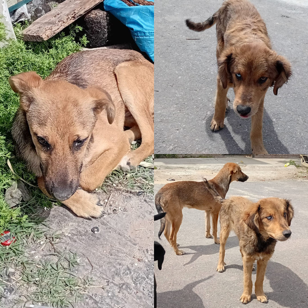 Adopción responsable