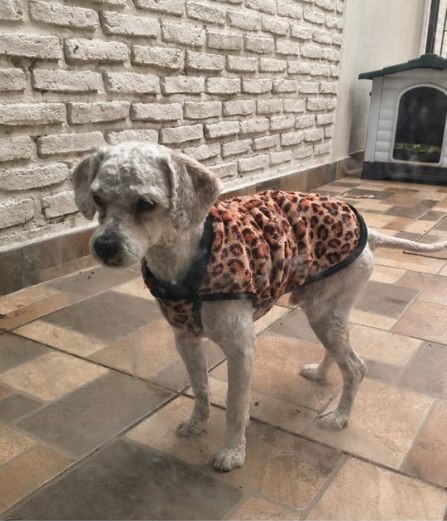 Adopción responsable