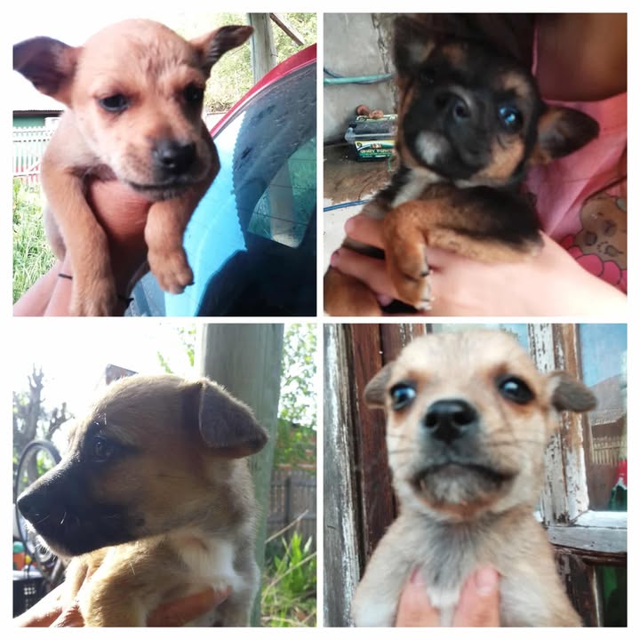 Adopción responsable