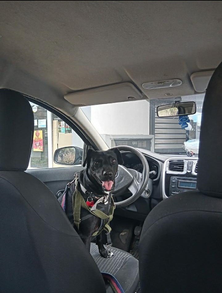 Adopción responsable