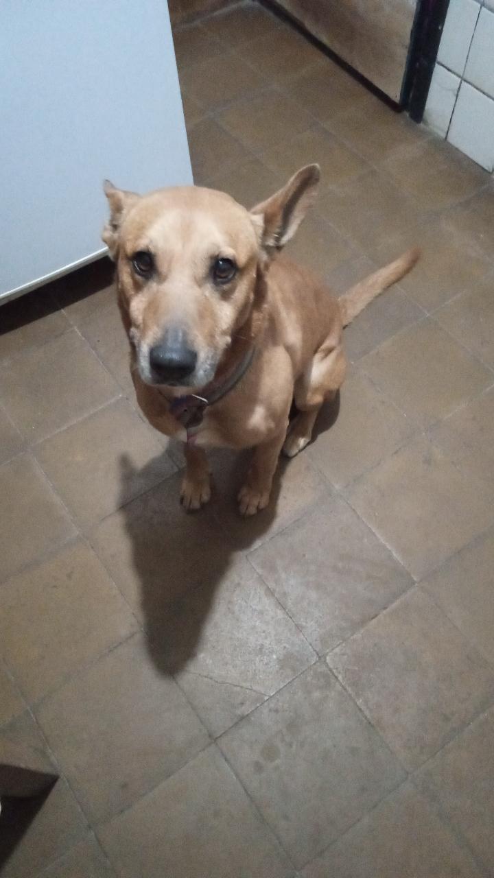 Adopción responsable