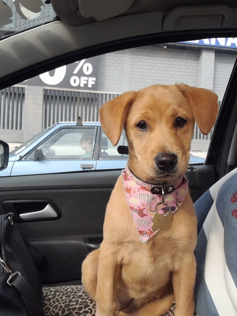 58fe1529-97ea-4a3e-91d5-cd72d14fe098