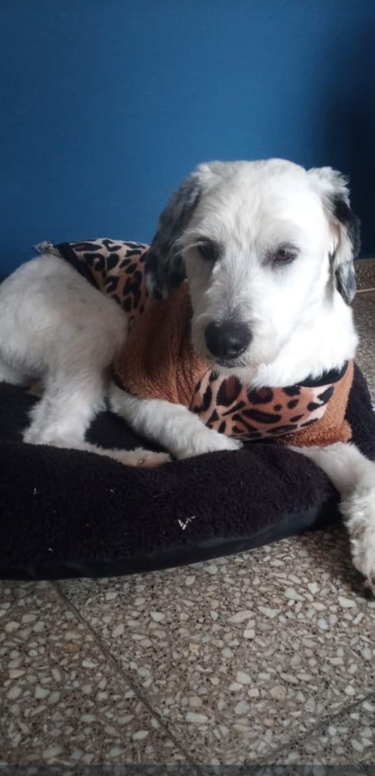 Adopción responsable