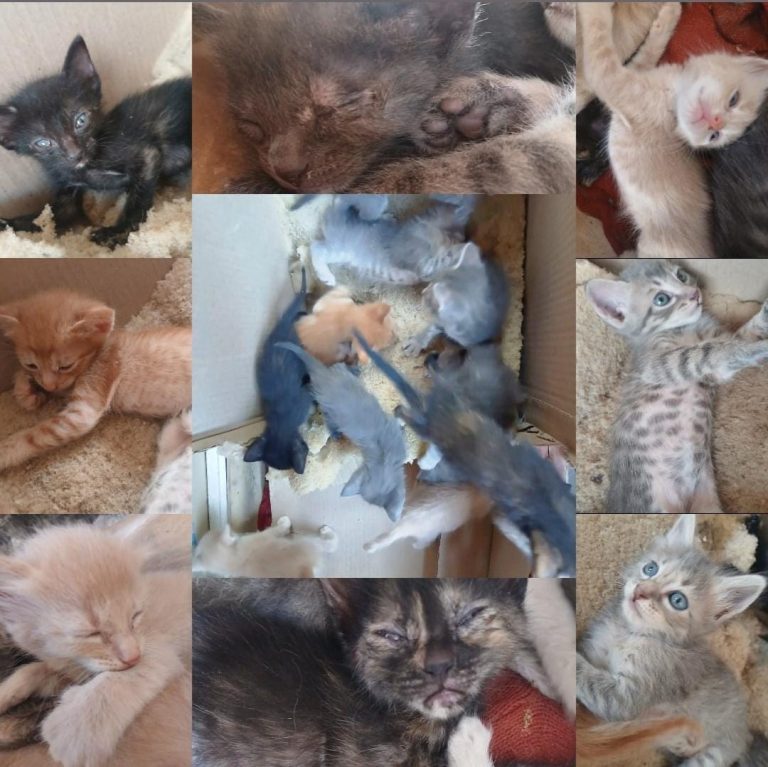 WhatsApp Image 2025-11-17 at 10.09