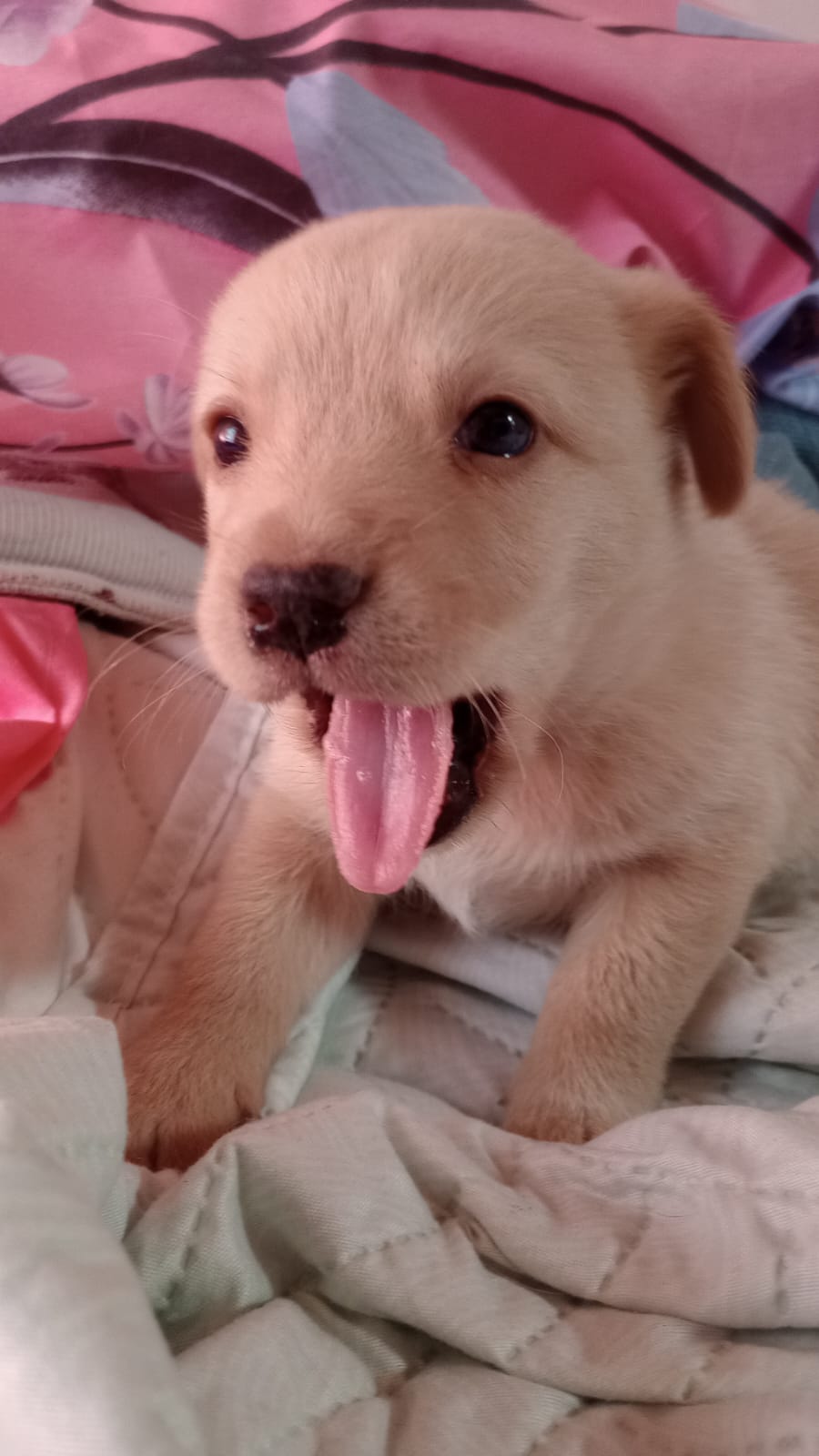 Adopción responsable