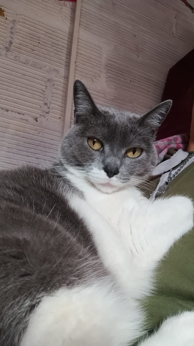 Adopción responsable