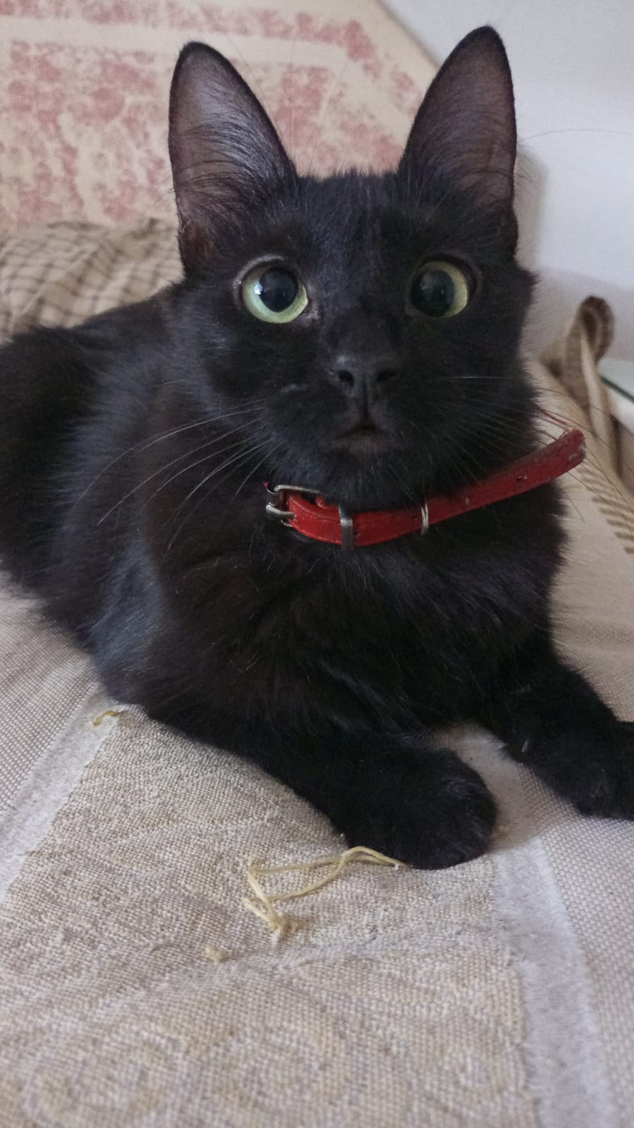 Adopción responsable