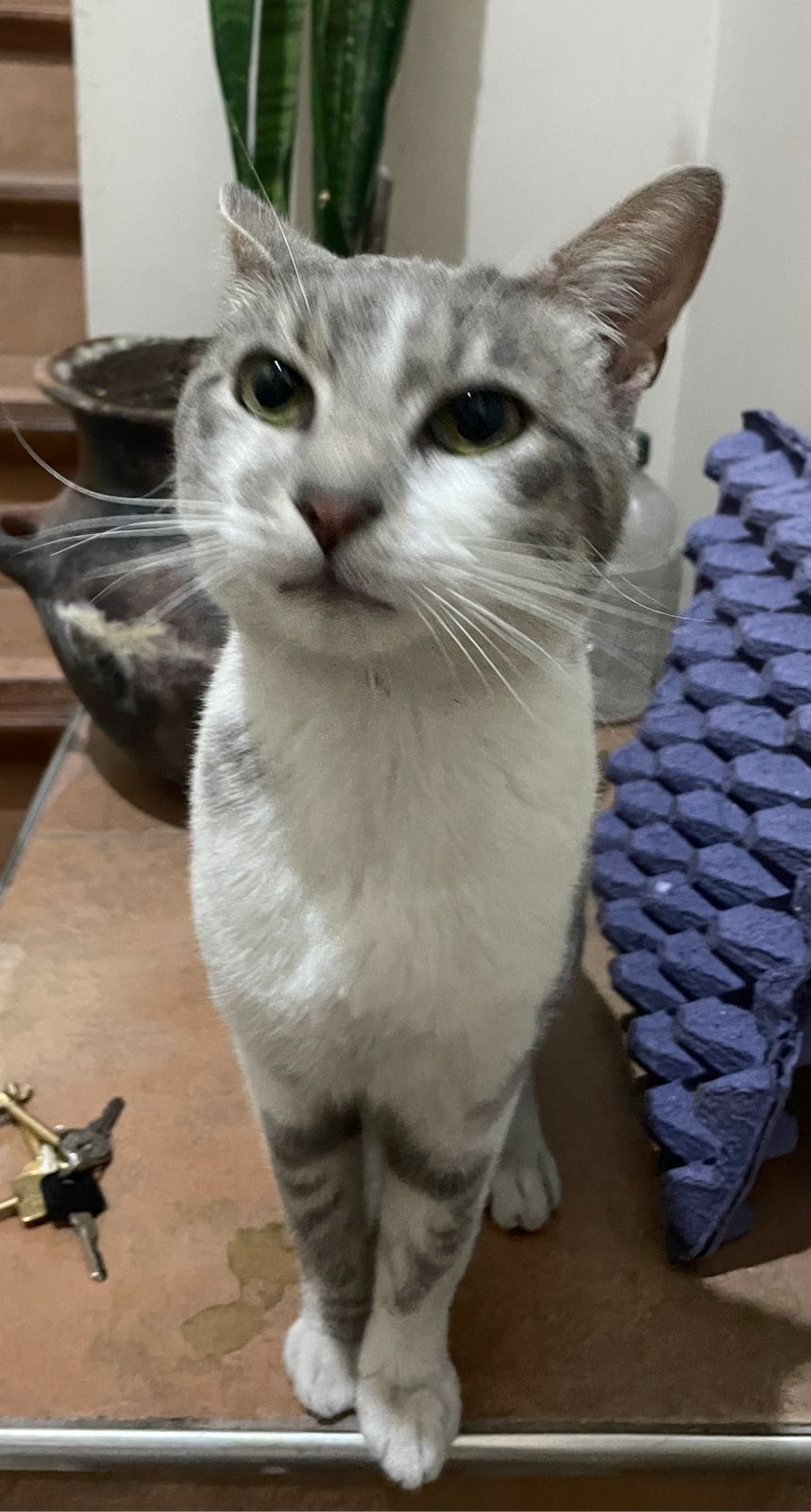 Adopción responsable