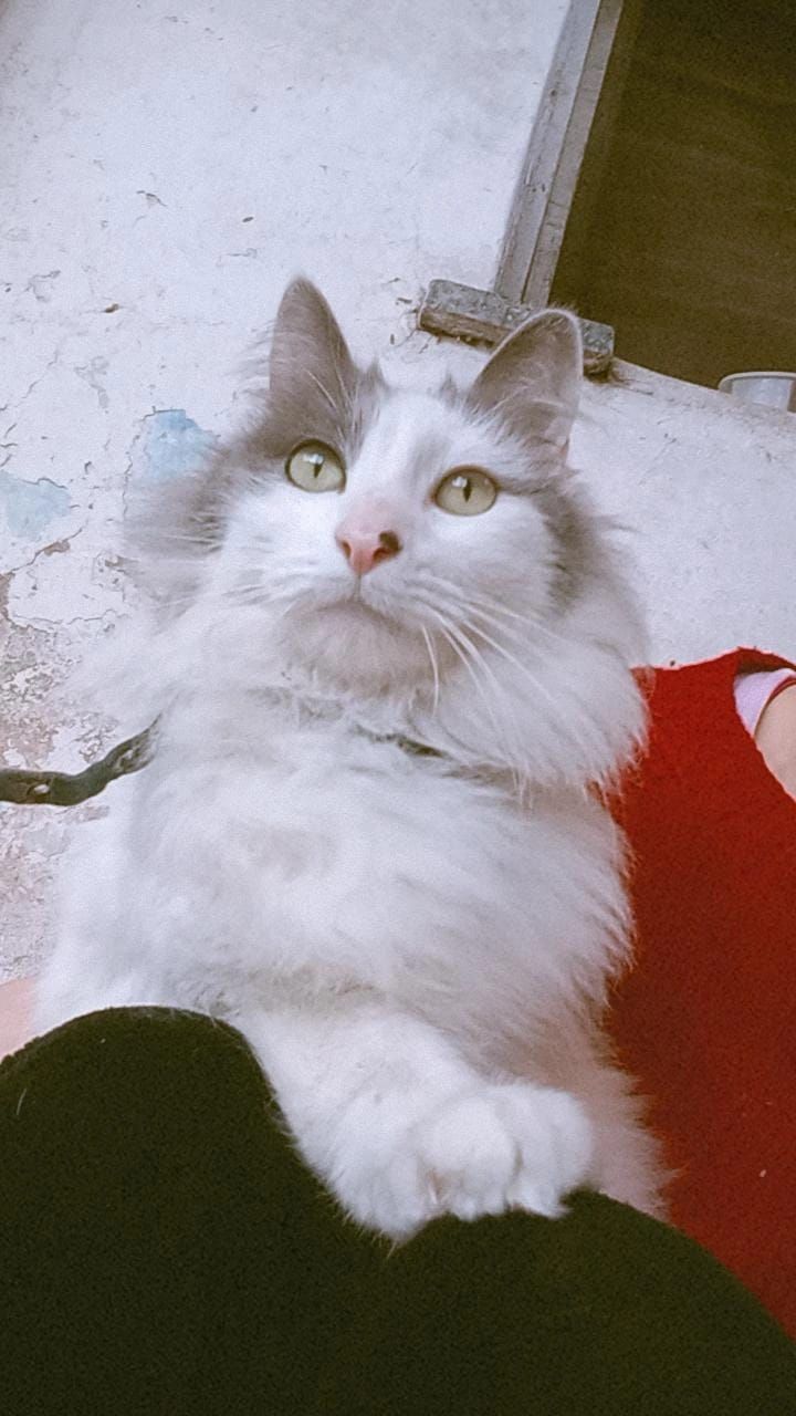 Adopción responsable