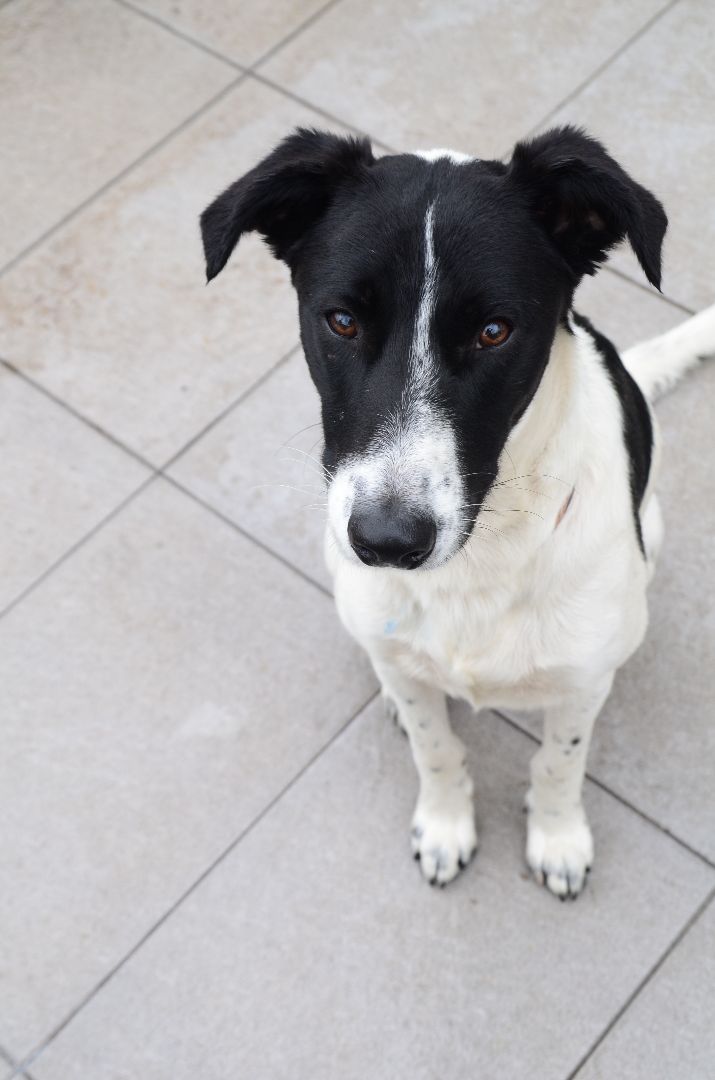 Adopción responsable