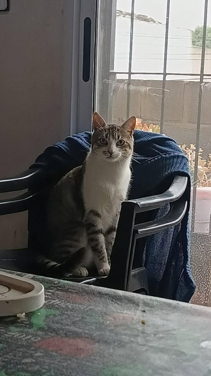 591584735_1402300254591176_6292048325774848132_n