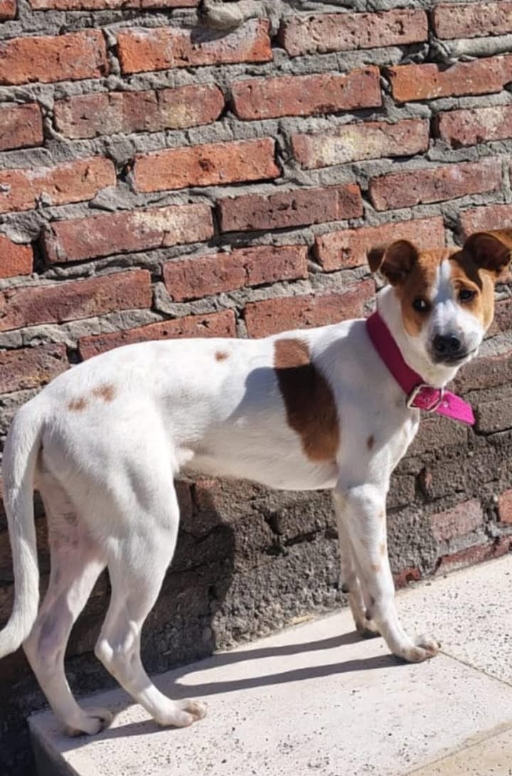 Adopción responsable