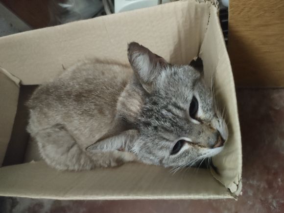 ¡Apareció esta gatita!