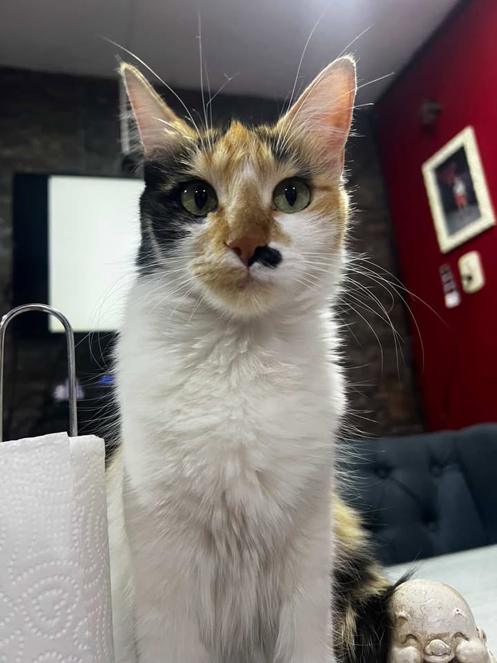 594328911_1388437272879256_8657533111378339761_n