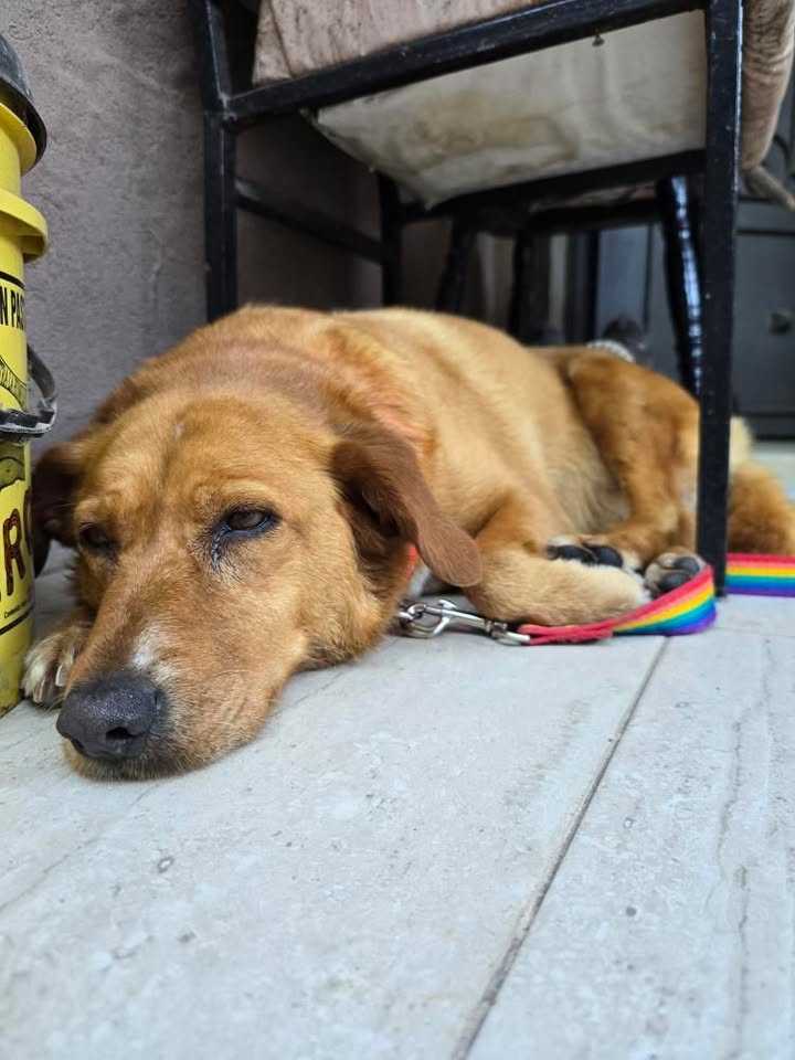 Adopción responsable