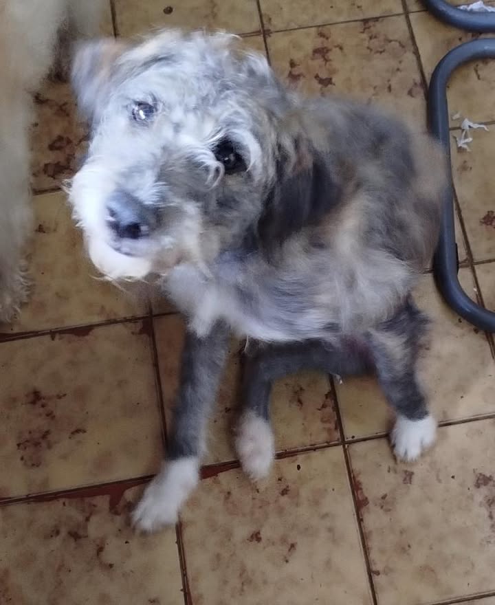 Adopción responsable