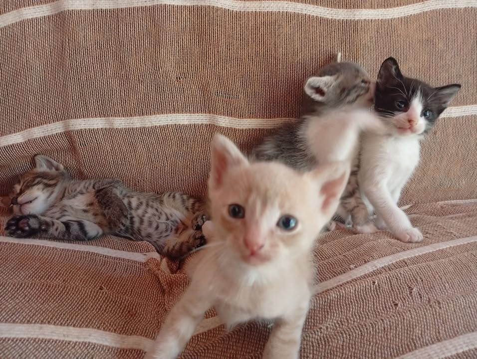 Adopción responsable