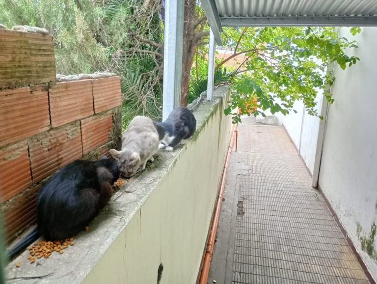 597105275_718348068010541_787719300532447037_n